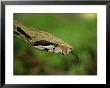 A Close View Of A Red-Tailed Boa Constrictor by Joel Sartore Limited Edition Print