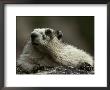 A Hoary Marmot On Alert For Predators by Paul Nicklen Limited Edition Print