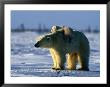 Polar Bear With Her Young by Norbert Rosing Limited Edition Print