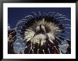 View From Behind Of Blood Indians Wearing Tribal Feather Headdresses by Sam Abell Limited Edition Print