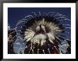 View From Behind Of Blood Indians Wearing Tribal Feather Headdresses by Sam Abell Limited Edition Pricing Art Print