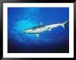 Gray Reef Shark, Carcharhinus Amblyrhynchos by Yvette Cardozo Limited Edition Print