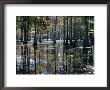 Cypress Swamp, Cypress Gardens, North Charleston, South Carolina, Usa by James Green Limited Edition Print