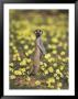 Meerkat (Suricata Suricatta), Kgalagadi Transfrontier Park, South Africa, Africa by Ann & Steve Toon Limited Edition Print