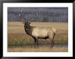 Elk Bull In Meadow, Yellowstone National Park, Wyoming, Usa by Jamie & Judy Wild Limited Edition Print