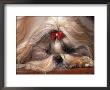 Shih Tzu Lying Down With Hair Tied Up by Adriano Bacchella Limited Edition Pricing Art Print