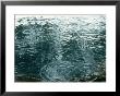Rain Drops On Water, Bacalar Qr, Mex by Dratch & Beringer Limited Edition Print