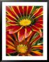 Gazanias by Bill Whelan Limited Edition Pricing Art Print