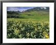 Balsamroot In The Absaroka Mountains, Livingston, Montana, Usa by Chuck Haney Limited Edition Print