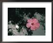 Hibiscus Flowers by Dick Durrance Limited Edition Pricing Art Print