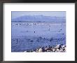 Phalaropes And Gulls On The Great Salt Lake, Utah, Usa by Jerry & Marcy Monkman Limited Edition Print