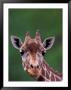 Reticulated Giraffe, Impala Ranch, Kenya by Gavriel Jecan Limited Edition Print