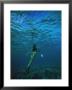 Female Diver by Vince Cavataio Limited Edition Print
