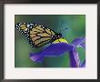 Monarch Butterfly On Iris, Bloomfield Hills, Michigan, Usa by Darrell Gulin Limited Edition Print
