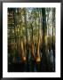 Horseshoe Lake Swamp At Dawn, Usa by Charles Cook Limited Edition Print