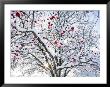 Mountain Ash Tree And Berries In Freshly Fallen Snow In Whitefish, Montana, Usa by Chuck Haney Limited Edition Print