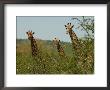 Kruger National Park - South Africa - Giraffe by Keith Levit Limited Edition Pricing Art Print