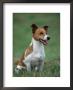 Jack Russell Terrier by Petra Wegner Limited Edition Pricing Art Print