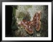 An Atlas Moth Laying Eggs On A Tree Trunk In The Rain Forest by Mattias Klum Limited Edition Print