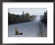 Red Fox On The Cassier Highway by Rich Reid Limited Edition Print