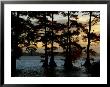 Bald Cypress Trees Growing Along The Banks Of Reelfoot Lake by Raymond Gehman Limited Edition Print