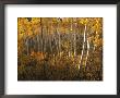 A Stand Of Aspen Trees Displaying Autumn Colors by Melissa Farlow Limited Edition Print