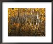 A Stand Of Aspen Trees Displaying Autumn Colors by Melissa Farlow Limited Edition Print