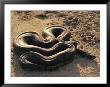 An Anaconda On Sand In Venezuela by Ed George Limited Edition Print