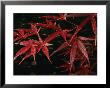 Japanese Maple Tree (Acer Palmatum), Leaves Covered With Dew by Darlyne A. Murawski Limited Edition Print