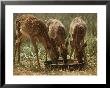Three White-Tailed Deer Fawns (Odocoileus Virginianus) Eat From A Bowl Of Grain by Raymond Gehman Limited Edition Print