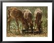 Three White-Tailed Deer Fawns (Odocoileus Virginianus) Eat From A Bowl Of Grain by Raymond Gehman Limited Edition Pricing Art Print