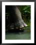 The Foot Of An Elephant by Mattias Klum Limited Edition Print