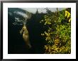 Beaver Diving Near Food Cache, Alaska by Michael S. Quinton Limited Edition Print