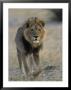 Lion (Panthera Leo), Chobe National Park, Savuti, Botswana, Africa by Thorsten Milse Limited Edition Print
