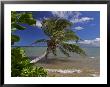 Palm Tree Touching The Ocean, Molokai, Hawaii by David B. Fleetham Limited Edition Print