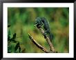 Chameleon Hunting An Insect by Beverly Joubert Limited Edition Print