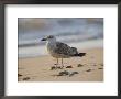 Seagull On The Beach by Todd Gipstein Limited Edition Print