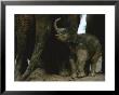 Close View Of Captive Baby Asian Elephant by Michael Nichols Limited Edition Print