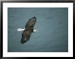 An American Bald Eagle, Haliaeetus Leucocephalus, Flying Over Water by Tom Murphy Limited Edition Print