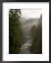 Fog Rolls In To A Rainforest In British Columbia by Taylor S. Kennedy Limited Edition Print