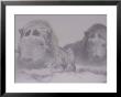 Two Musk Oxen (Ovibos Moschatus) Lie Covered In Ice And Snow by Norbert Rosing Limited Edition Pricing Art Print