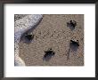 Endangered Greenback Turtle Hatchlings Entering The Sea, Yucatan, Mexico by Kenneth Garrett Limited Edition Print