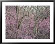 Redbud Trees In Springtime Bloom, Shenandoah Valley, Virginia by Skip Brown Limited Edition Print