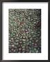 Flower-Strewn Cobblestones by Sam Abell Limited Edition Pricing Art Print