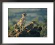 Two African Cheetahs Perched On A Rock by Michael S. Lewis Limited Edition Print