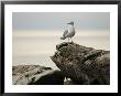 Seagull, Vancouver, British Columbia, Canada by Keith Levit Limited Edition Pricing Art Print