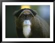 A Portrait Of A Debrazzas Monkey by Joel Sartore Limited Edition Pricing Art Print