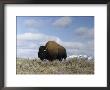 A Magnificent American Bison Bull Under A Soft Blue Sky by Dr. Maurice G. Hornocker Limited Edition Print