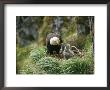 An American Bald Eagle Feeds Its Young by Klaus Nigge Limited Edition Print