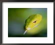 A Rain Forest Whipsnake, Swimming With His Tongue Out by Mattias Klum Limited Edition Print